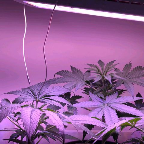 Sour Diesel Autoflower growlog timeline photo