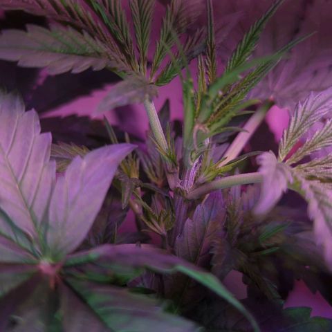 Sour Diesel Autoflower growlog photo: First day of flowering! 
Sour Diesel Autoflower Femized! 