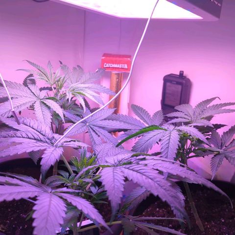 Sour Diesel Autoflower growlog photo: First day of flowering! 
Sour Diesel Autoflower Femized! 