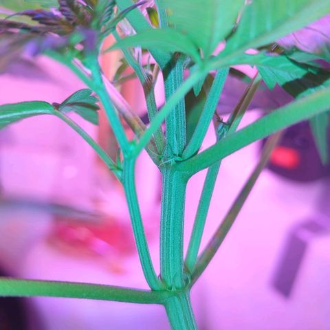 Sour Diesel Autoflower growlog photo: First day of flowering! 
Sour Diesel Autoflower Femized! 