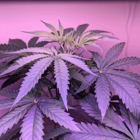 Sour Diesel Autoflower growlog photo: It's been 10hrs, since watering with Holland secret Three-Part formula:
Early flowering stage watered at 3:00 a.m. this morning Auto-drip irrigation n system