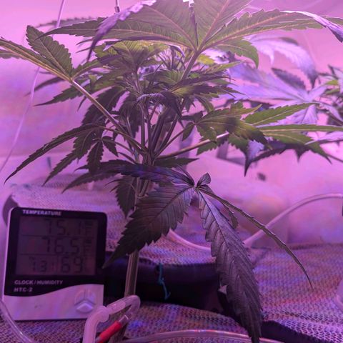 Sour Diesel Autoflower growlog photo: It's been 10hrs, since watering with Holland secret Three-Part formula:
Early flowering stage watered at 3:00 a.m. this morning Auto-drip irrigation n system