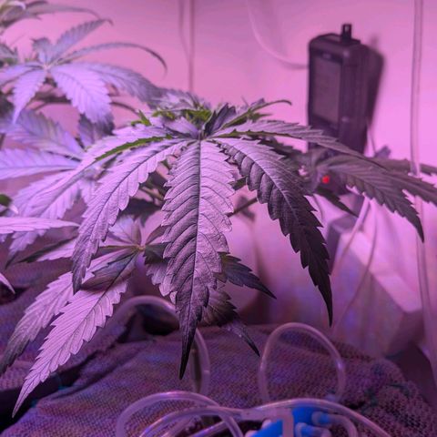 Sour Diesel Autoflower growlog photo: It's been 10hrs, since watering with Holland secret Three-Part formula:
Early flowering stage watered at 3:00 a.m. this morning Auto-drip irrigation n system