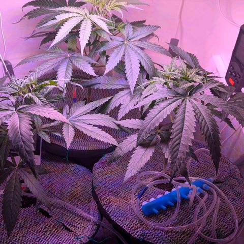 Sour Diesel Autoflower growlog photo: It's been 10hrs, since watering with Holland secret Three-Part formula:
Early flowering stage watered at 3:00 a.m. this morning Auto-drip irrigation n system
