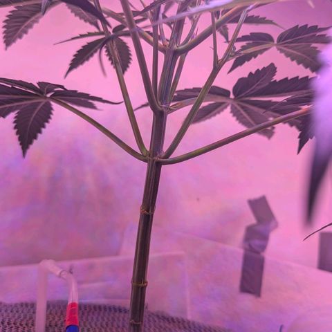 Sour Diesel Autoflower growlog photo: It's been 10hrs, since watering with Holland secret Three-Part formula:
Early flowering stage watered at 3:00 a.m. this morning Auto-drip irrigation n system