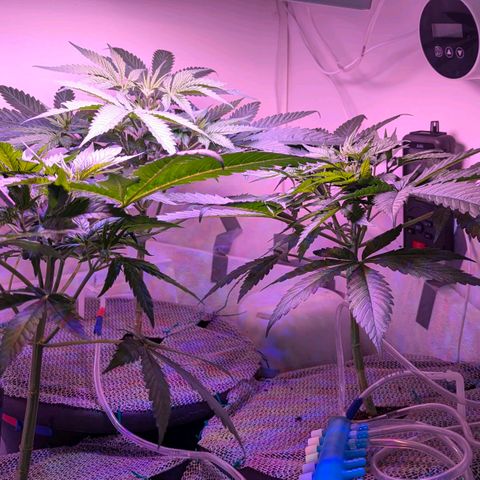 Sour Diesel Autoflower growlog photo: 34hrs since giving my ladies their first splash of Holland secret three-part formula Newts, Early flowering stage mix. 
