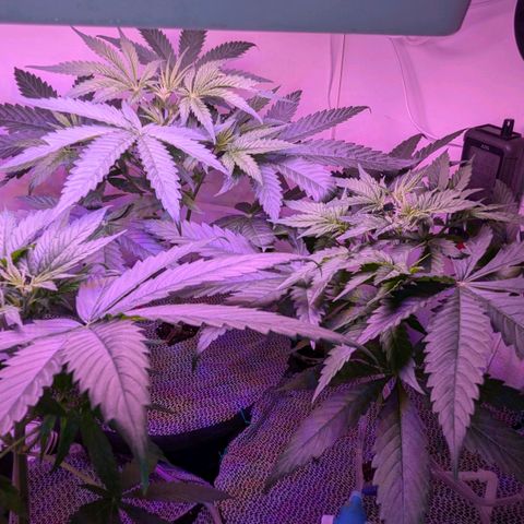 Sour Diesel Autoflower growlog photo: 34hrs since giving my ladies their first splash of Holland secret three-part formula Newts, Early flowering stage mix. 
