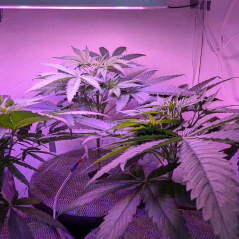 Sour Diesel Autoflower growlog photo: 34hrs since giving my ladies their first splash of Holland secret three-part formula Newts, Early flowering stage mix. 
