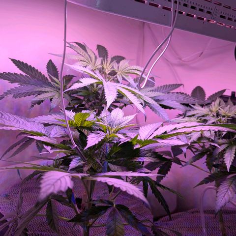 Sour Diesel Autoflower growlog photo: 34hrs since giving my ladies their first splash of Holland secret three-part formula Newts, Early flowering stage mix. 
