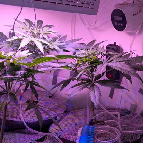 Sour Diesel Autoflower growlog photo: 34hrs since giving my ladies their first splash of Holland secret three-part formula Newts, Early flowering stage mix. 
