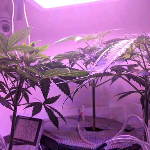 Sour Diesel Autoflower growlog photo: Top ten pics @ 7pm
Rest @11AM