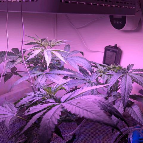 Sour Diesel Autoflower growlog photo: Top ten pics @ 7pm
Rest @11AM