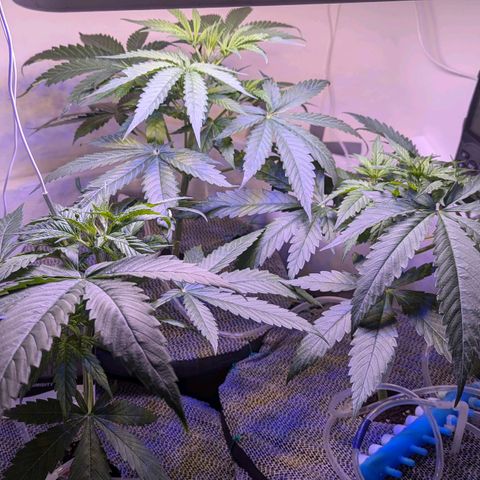 Sour Diesel Autoflower growlog photo: Top ten pics @ 7pm
Rest @11AM