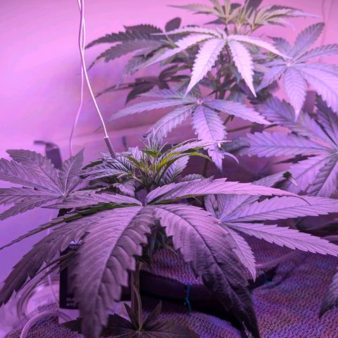 Sour Diesel Autoflower growlog photo: Top ten pics @ 7pm
Rest @11AM