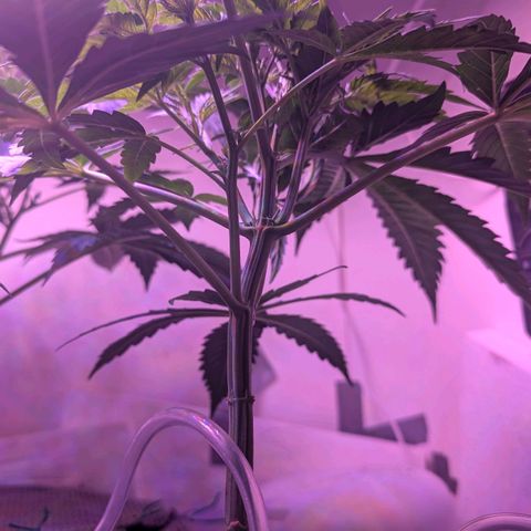 Sour Diesel Autoflower growlog photo: Top ten pics @ 7pm
Rest @11AM