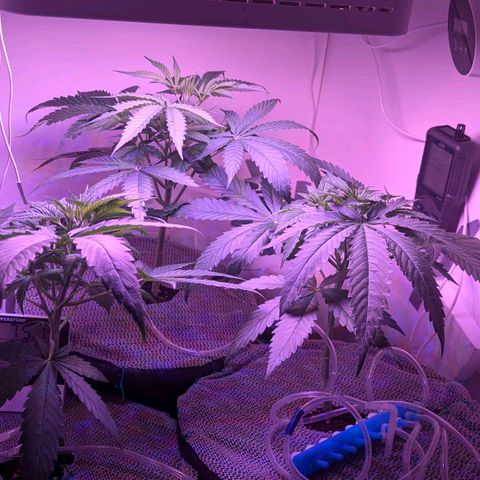 Sour Diesel Autoflower growlog timeline photo