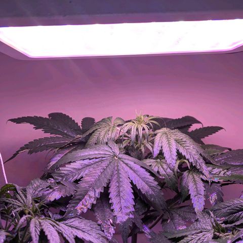 Sour Diesel Autoflower growlog timeline photo