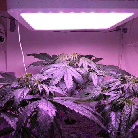 Sour Diesel Autoflower growlog timeline photo