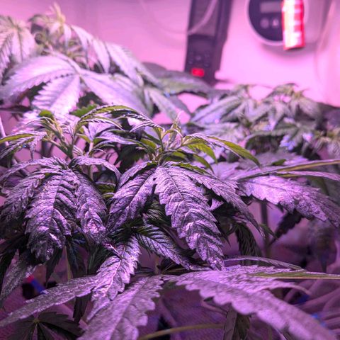 Sour Diesel Autoflower growlog timeline photo