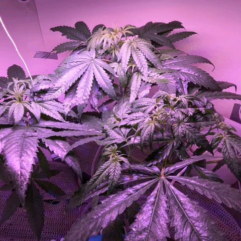 Sour Diesel Autoflower growlog timeline photo