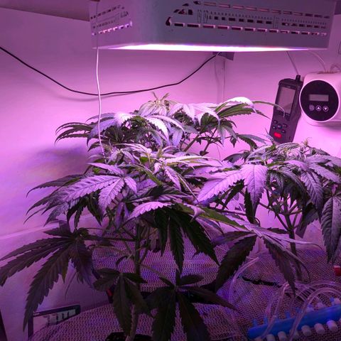 Sour Diesel Autoflower growlog photo: Watered @ 9:30pm, pics @10:20pm
