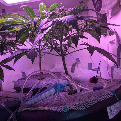 Sour Diesel Autoflower growlog photo: Watered @ 9:30pm, pics @10:20pm