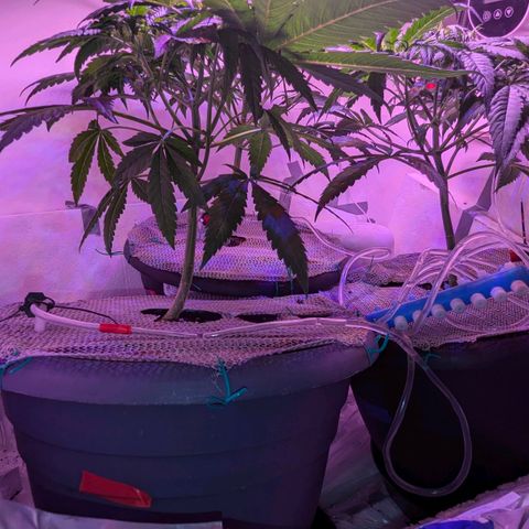 Sour Diesel Autoflower growlog photo: Watered @ 9:30pm, pics @10:20pm