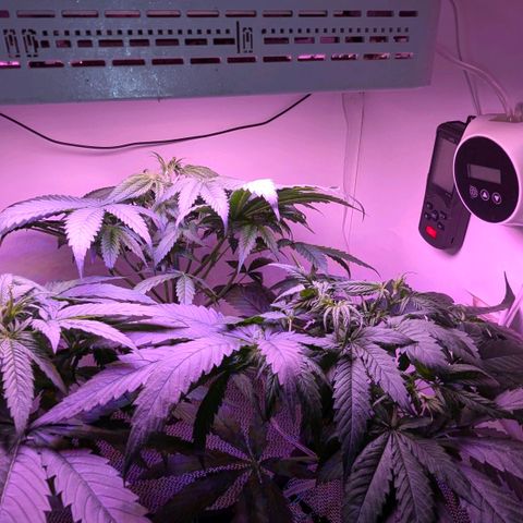 Sour Diesel Autoflower growlog photo: Watered @ 9:30pm, pics @10:20pm