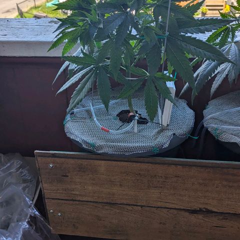 Sour Diesel Autoflower growlog timeline photo