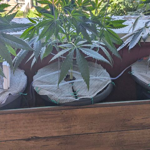 Sour Diesel Autoflower growlog timeline photo