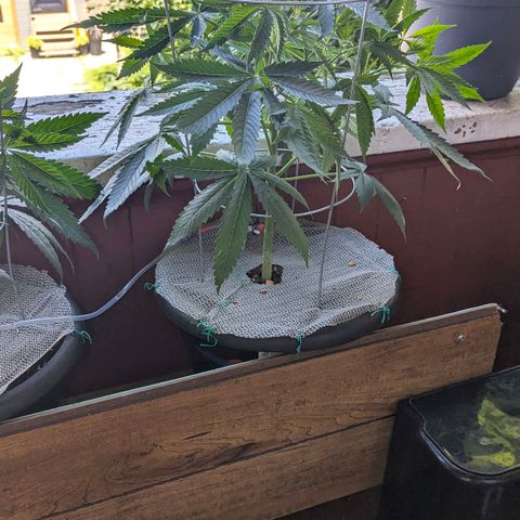 Sour Diesel Autoflower growlog timeline photo