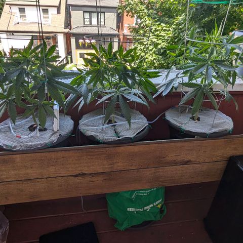 Sour Diesel Autoflower growlog timeline photo