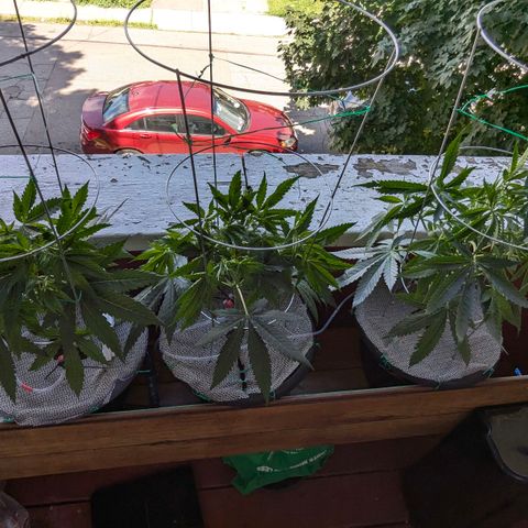 Sour Diesel Autoflower growlog timeline photo