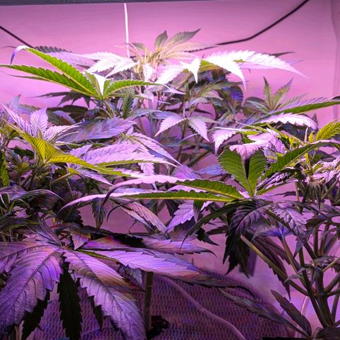 Sour Diesel Autoflower growlog timeline photo