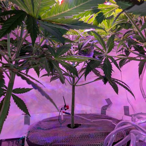 Sour Diesel Autoflower growlog timeline photo