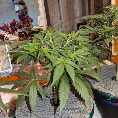 Sour Diesel Autoflower growlog timeline photo