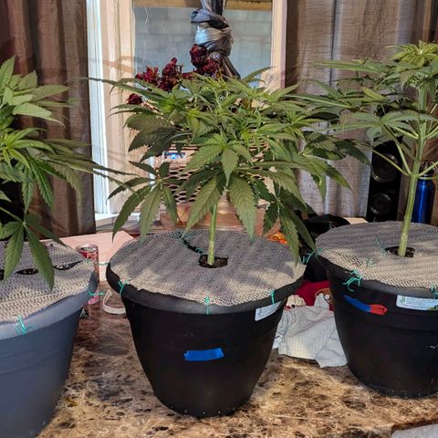 Sour Diesel Autoflower growlog timeline photo