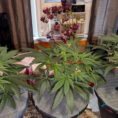 Sour Diesel Autoflower growlog timeline photo