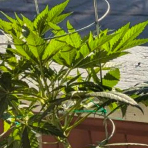 Sour Diesel Autoflower growlog timeline photo