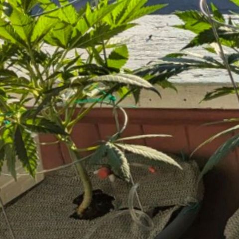 Sour Diesel Autoflower growlog timeline photo