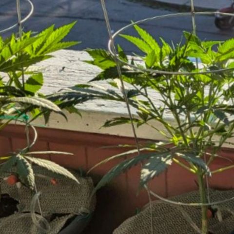 Sour Diesel Autoflower growlog timeline photo