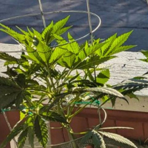 Sour Diesel Autoflower growlog timeline photo