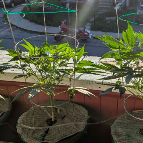 Sour Diesel Autoflower growlog timeline photo