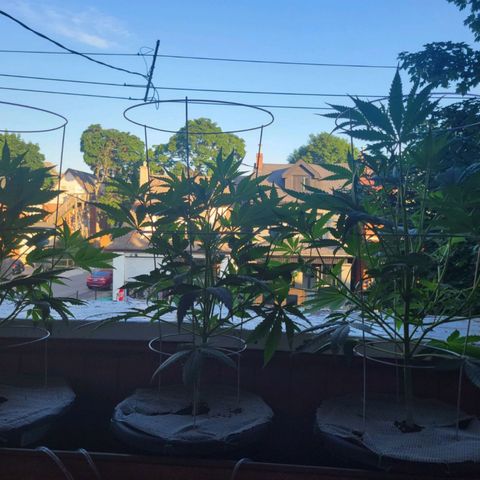Sour Diesel Autoflower growlog photo: 2 day after bloom newtz.
Holland Secret:
Micro: 7ml
Grow: 5ml
Bloom: 13ml
PH: 6.3 ppm: 1250 EC: 2500
H20 temp: 81.0 F