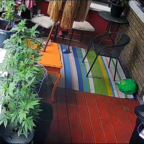 Sour Diesel Autoflower growlog photo: 2 day after bloom newtz.
Holland Secret:
Micro: 7ml
Grow: 5ml
Bloom: 13ml
PH: 6.3 ppm: 1250 EC: 2500
H20 temp: 81.0 F