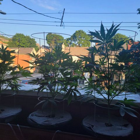 Sour Diesel Autoflower growlog photo: 2 day after bloom newtz.
Holland Secret:
Micro: 7ml
Grow: 5ml
Bloom: 13ml
PH: 6.3 ppm: 1250 EC: 2500
H20 temp: 81.0 F