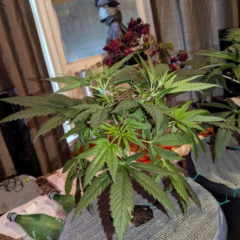 Sour Diesel Autoflower growlog timeline photo