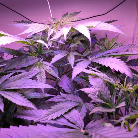 Sour Diesel Autoflower growlog timeline photo