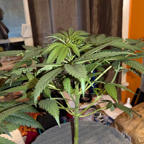Sour Diesel Autoflower growlog timeline photo
