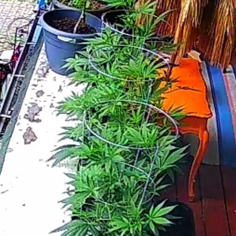 Sour Diesel Autoflower growlog timeline photo